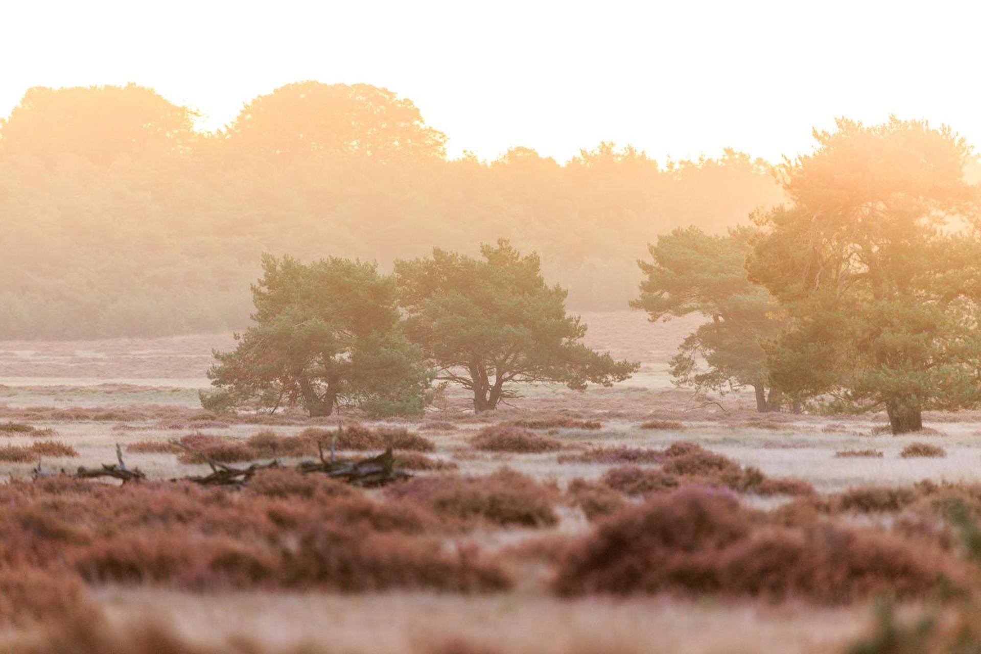 Top Luxe Chalet - Kindvriendelijk - Bos En Heide 哈尔德韦克 外观 照片